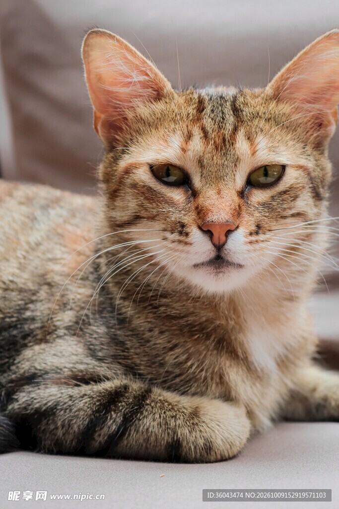 虎斑猫咪正面特写