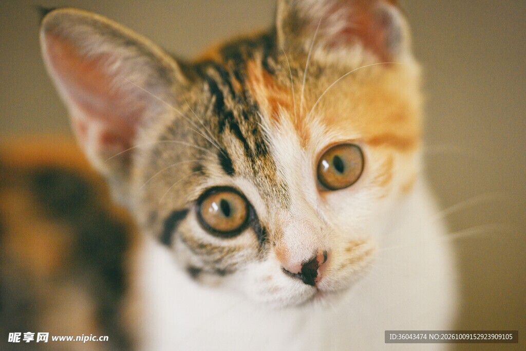 可爱三花小猫特写