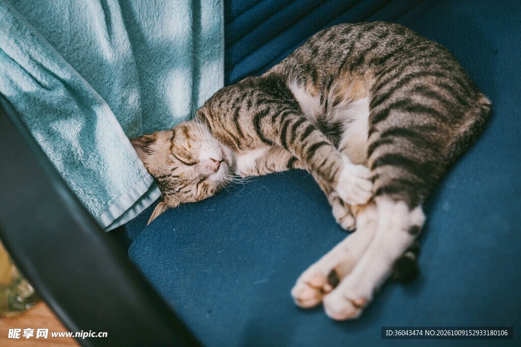 慵懒的虎斑小猫