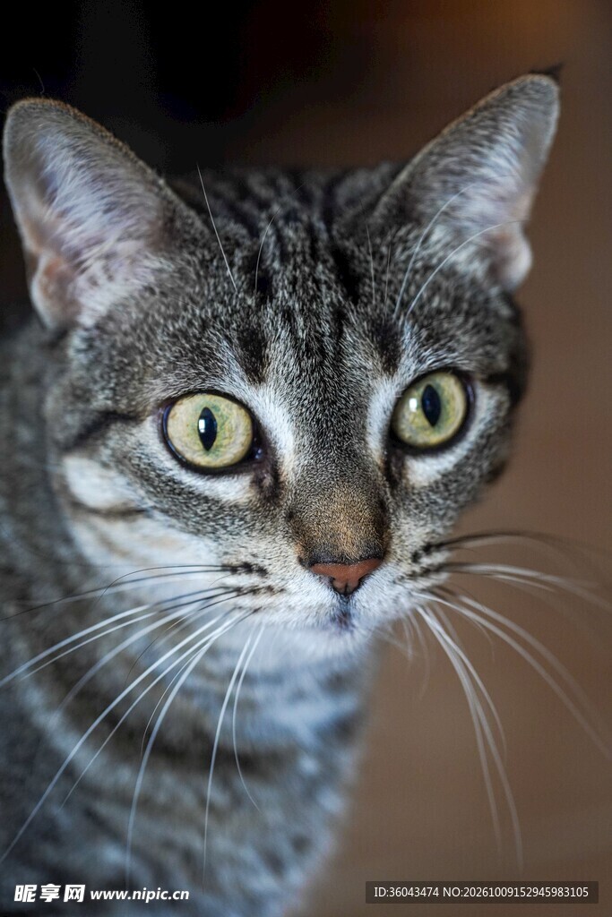 绿眼虎斑猫特写