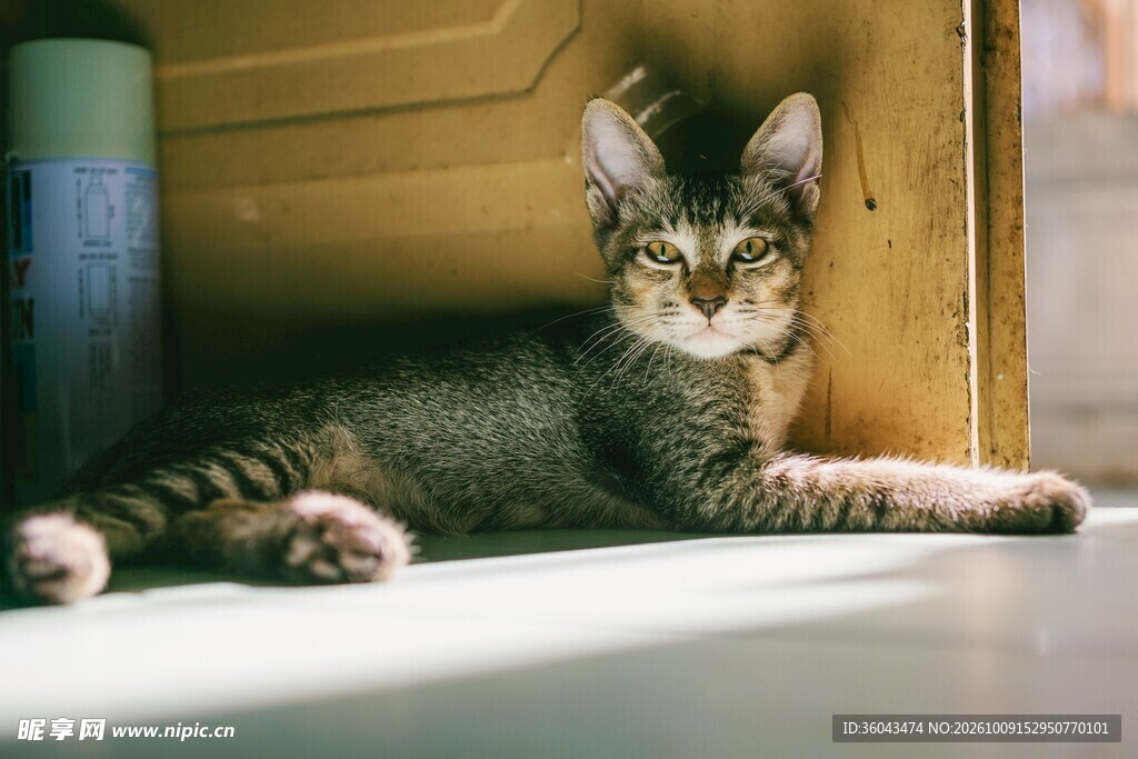 窗边休憩的虎斑猫