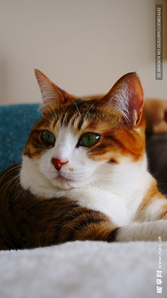 居家休憩的可爱三花猫