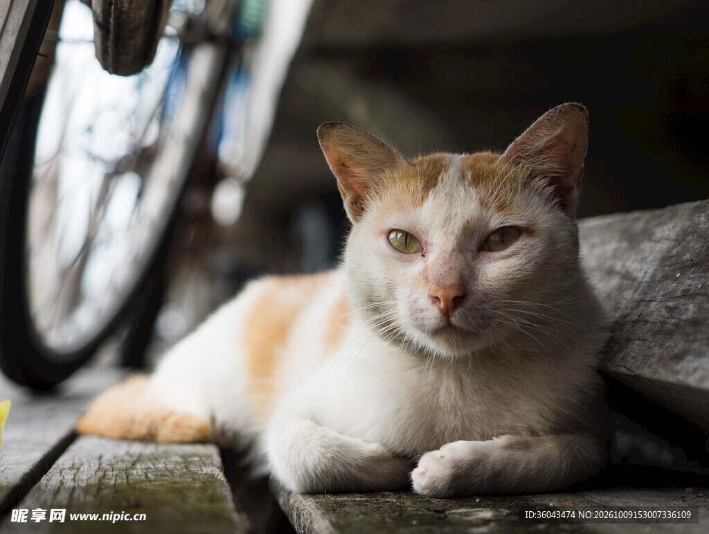 慵懒休憩的白橘猫