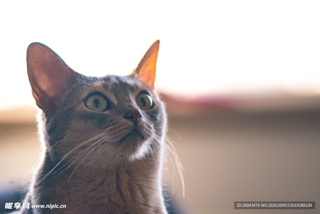 抬头仰望的可爱猫咪