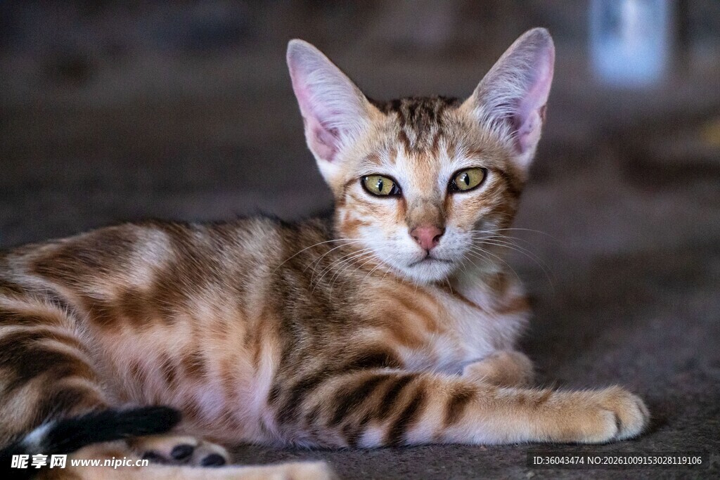 休憩的虎斑小猫
