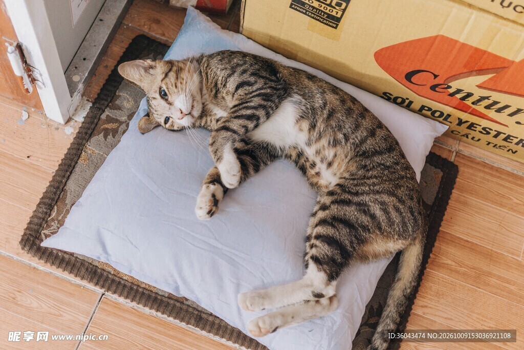 睡在垫子上的虎斑猫