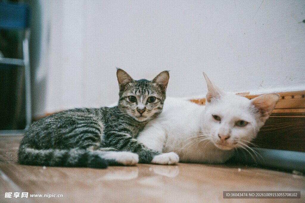 两只相伴的可爱小猫