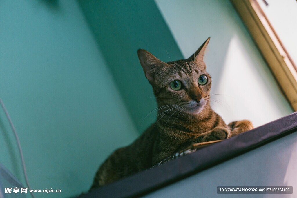 窗边探身的虎斑猫