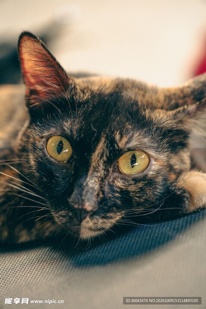 慵懒趴卧的玳瑁猫咪