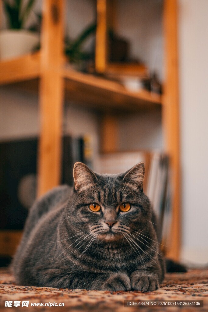居家休憩的虎斑猫