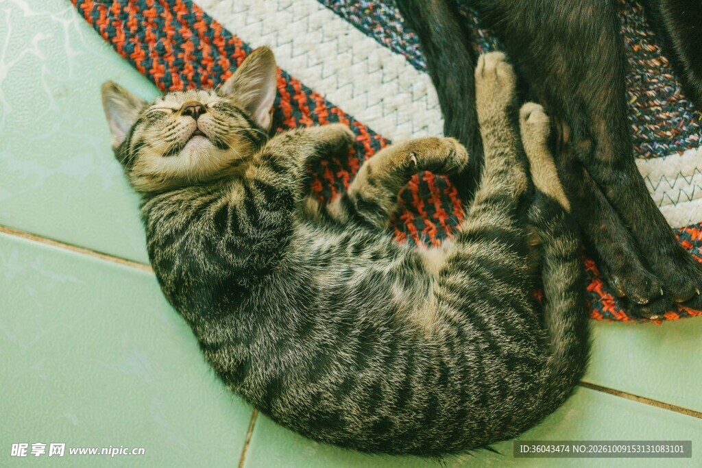 仰躺的胖虎斑猫