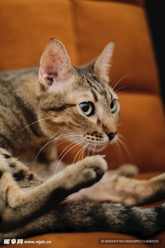 休憩的虎斑小猫