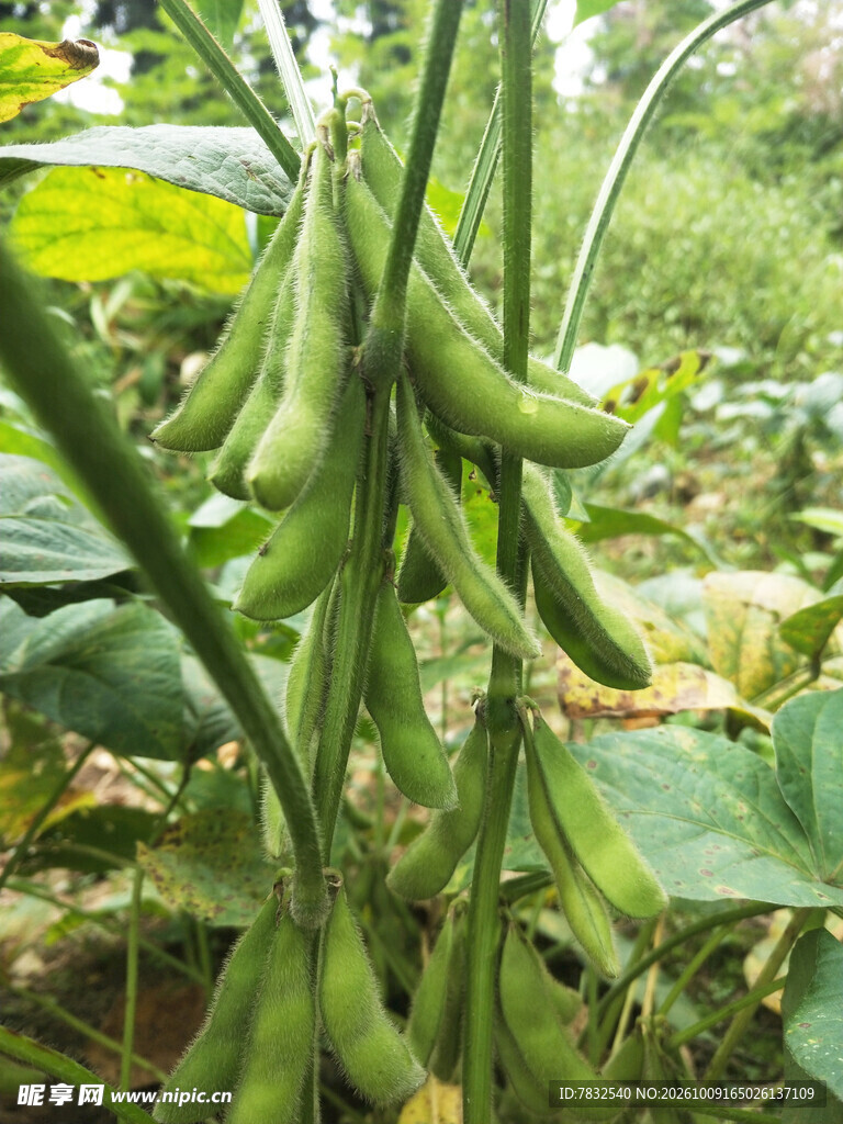 青豆荚