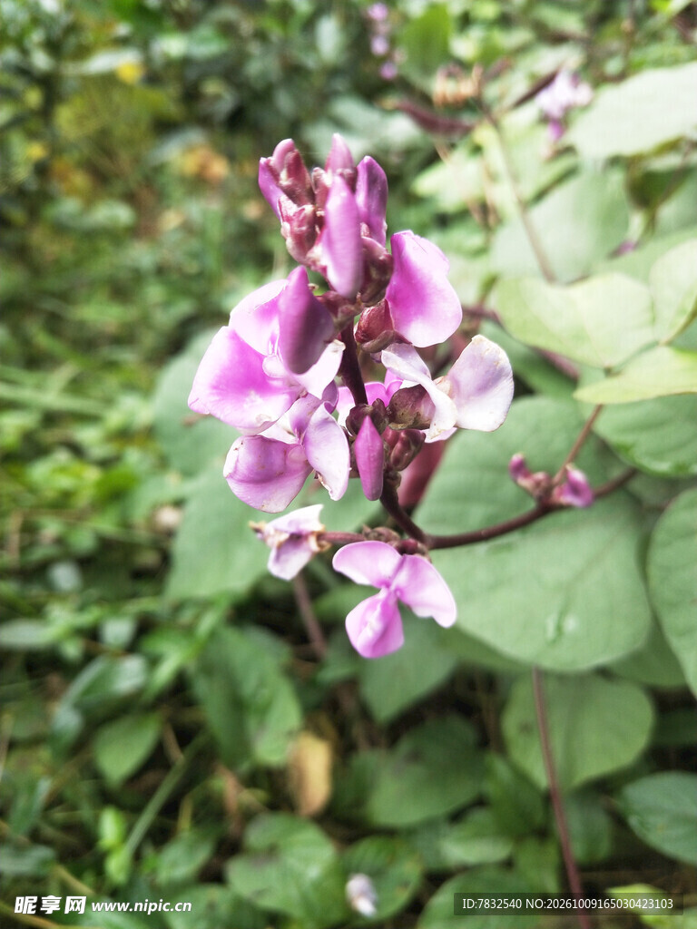 软豆花