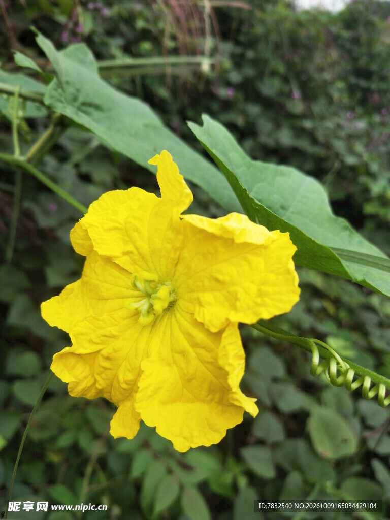 丝瓜花