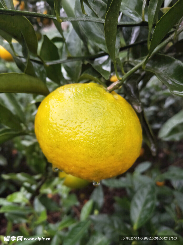 雨后的桔子