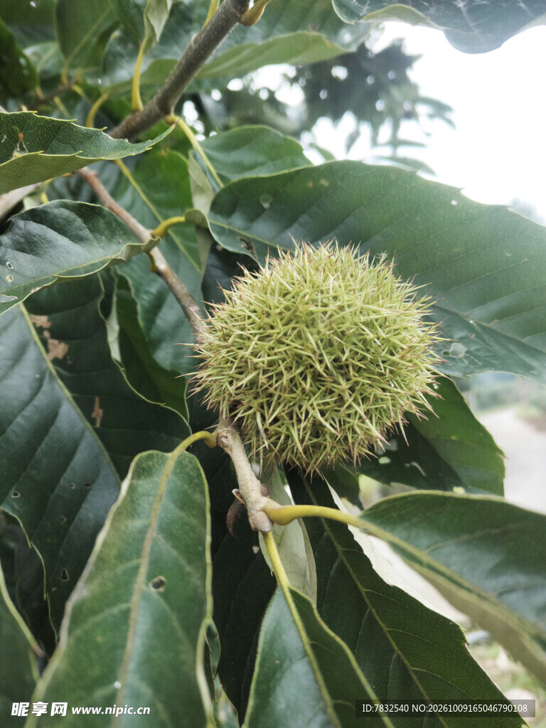 板栗