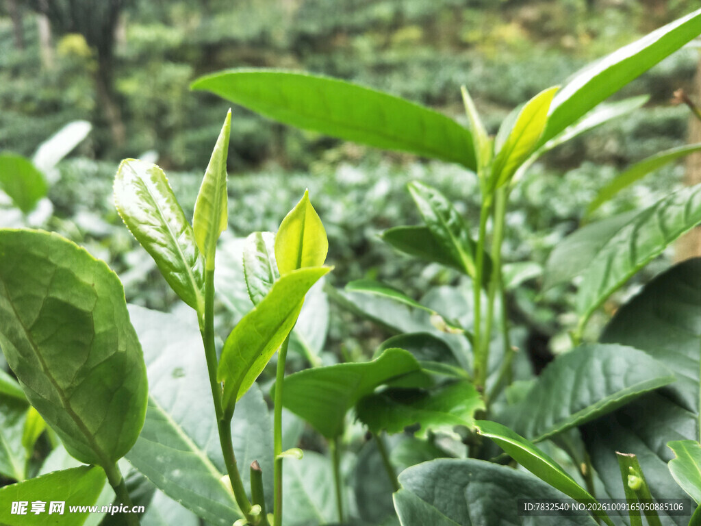 茶芽