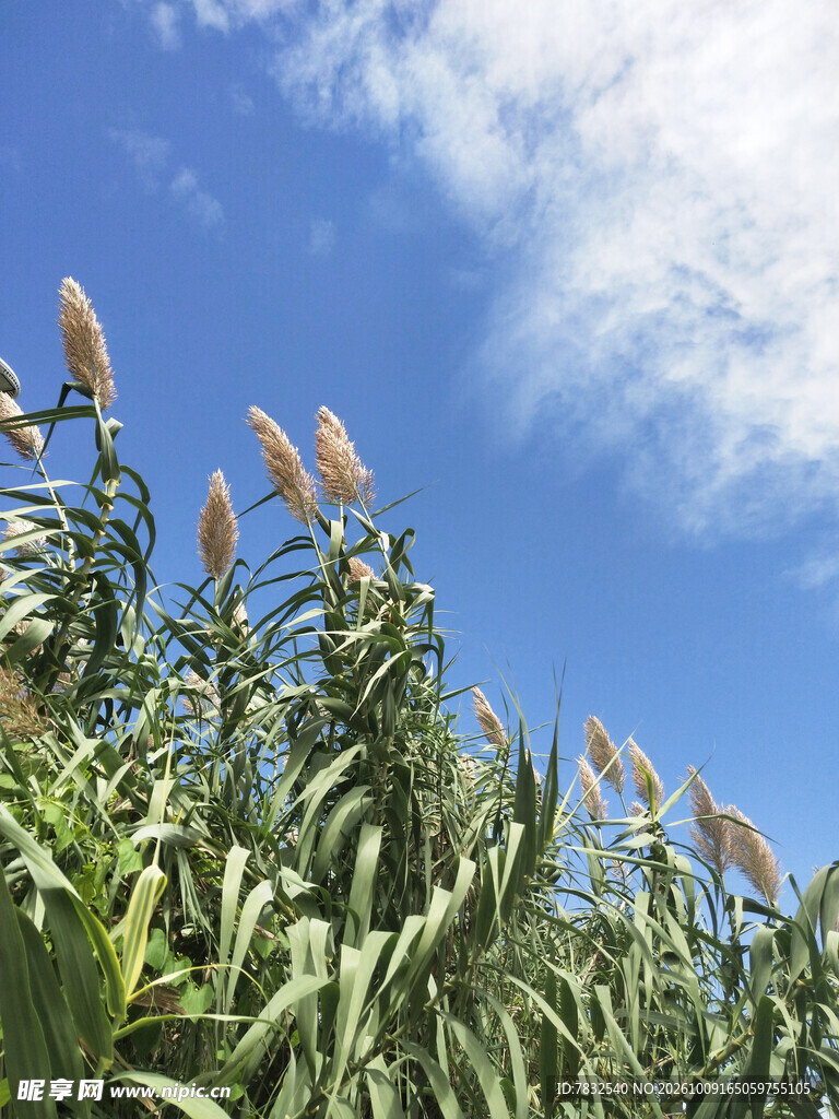 风中的芦苇