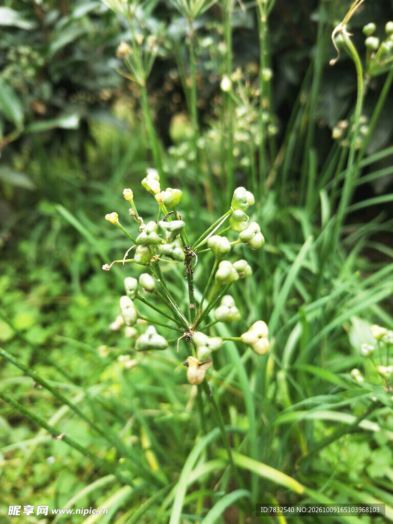 韭菜籽