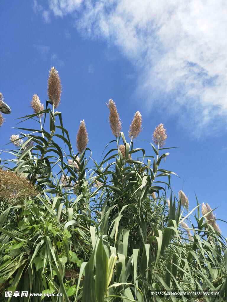 蓝天下的芦苇