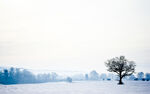 冬日旷野孤树雪景