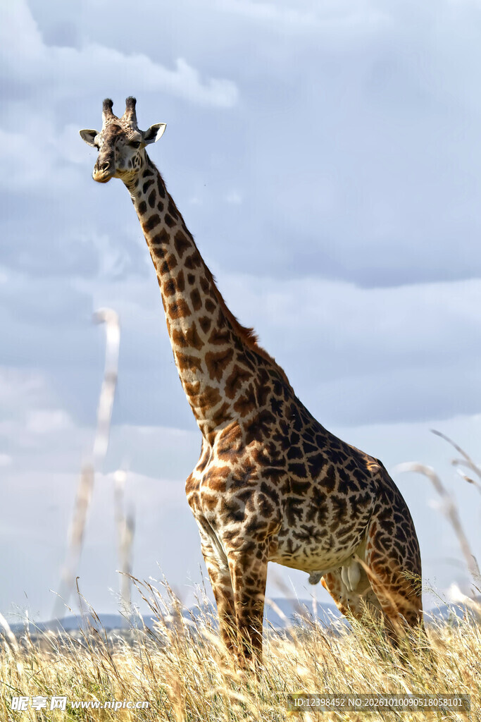 草原上的长颈鹿