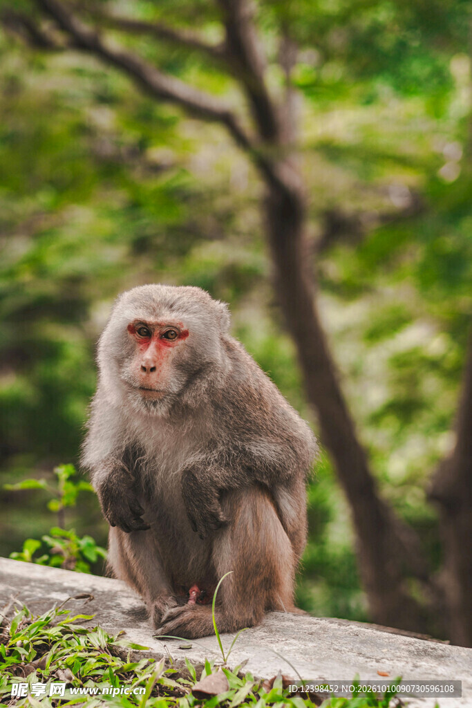 林间野生猕猴