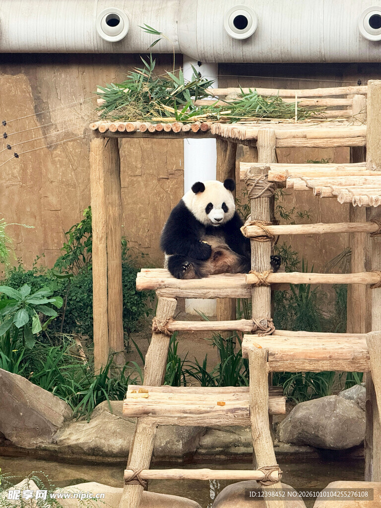 木架上的大熊猫