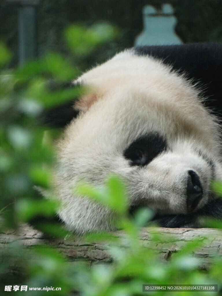 林间休憩的大熊猫