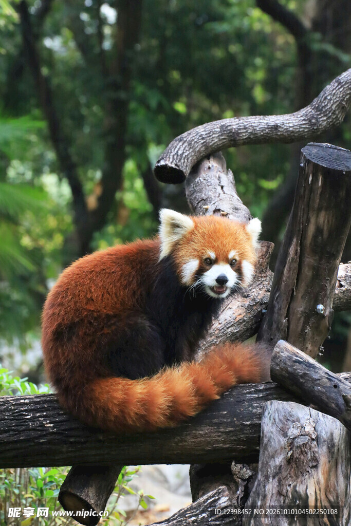 树枝上的小熊猫
