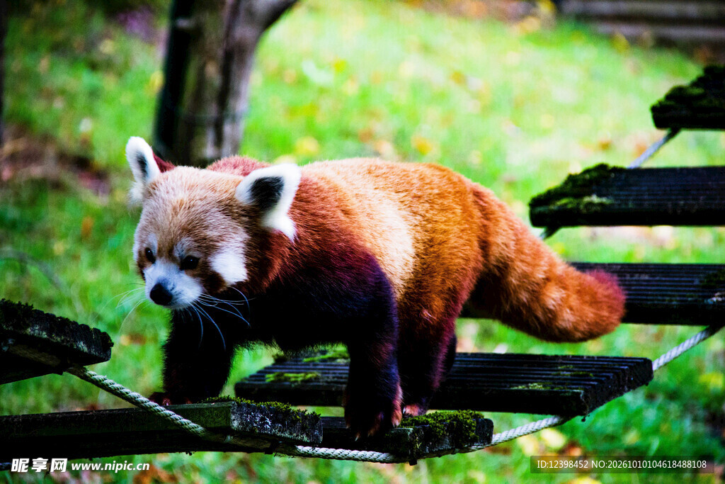 长椅上的小熊猫