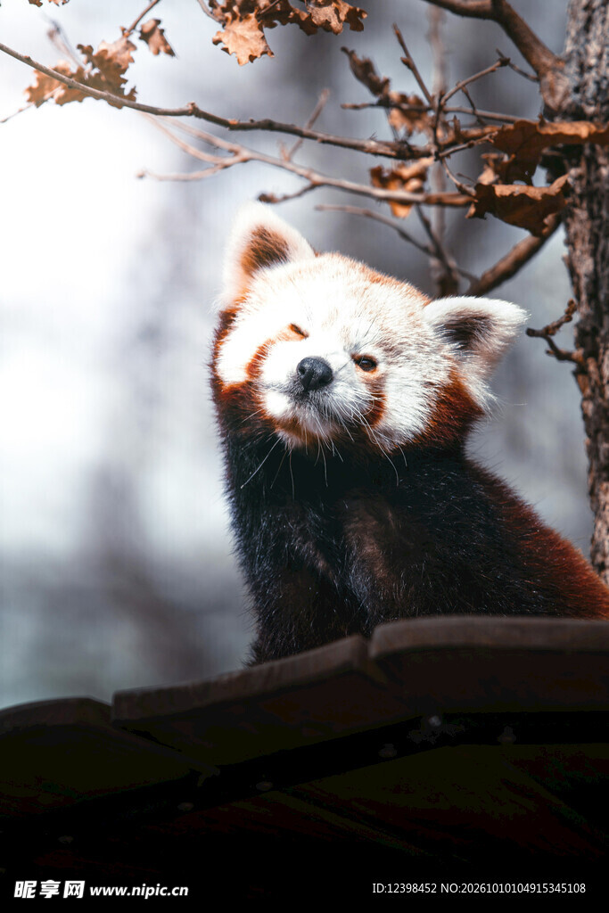 树上的小熊猫