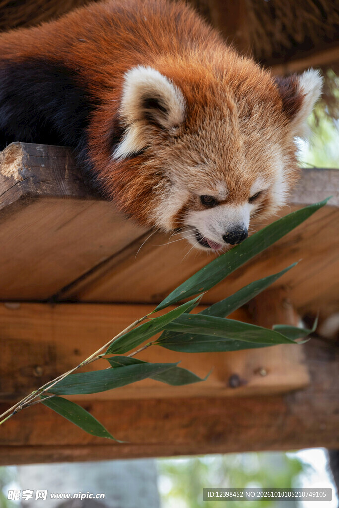 小熊猫啃食竹叶