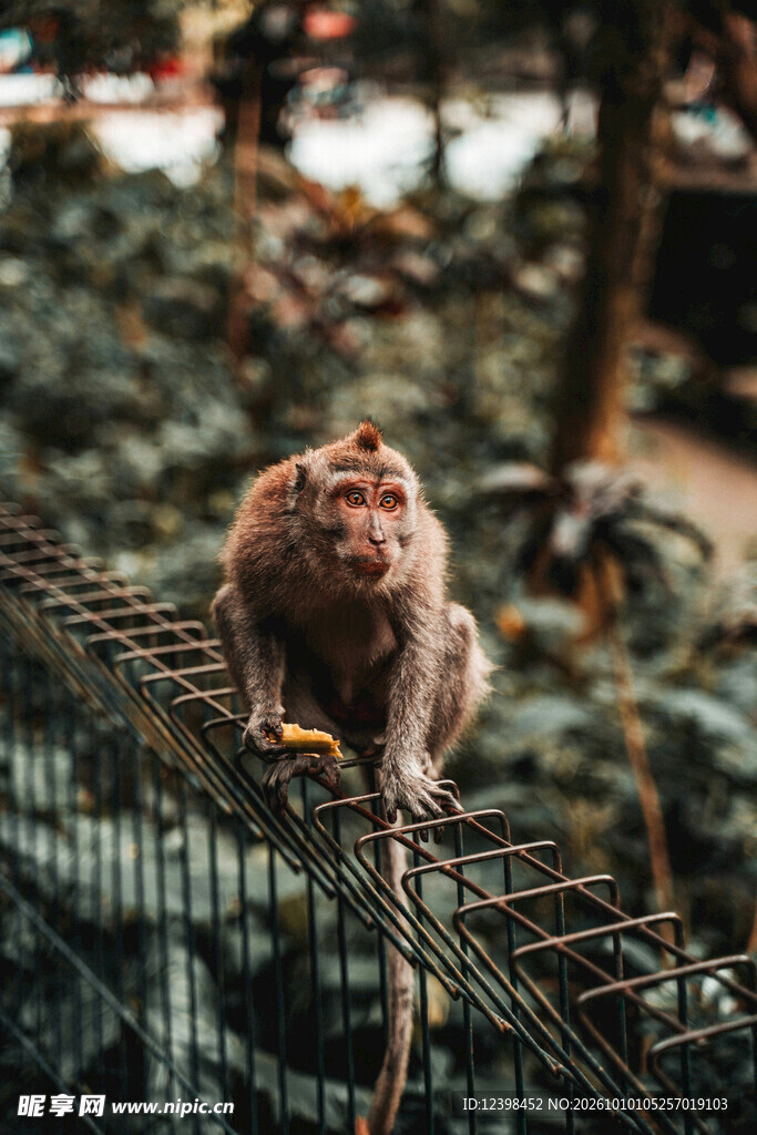 网绳上的猕猴