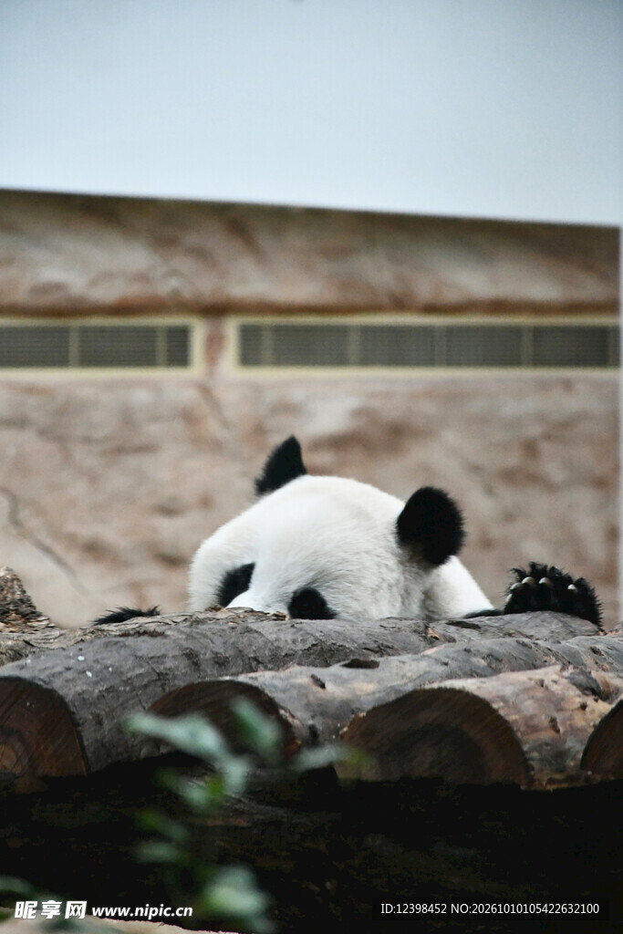 趴卧的大熊猫