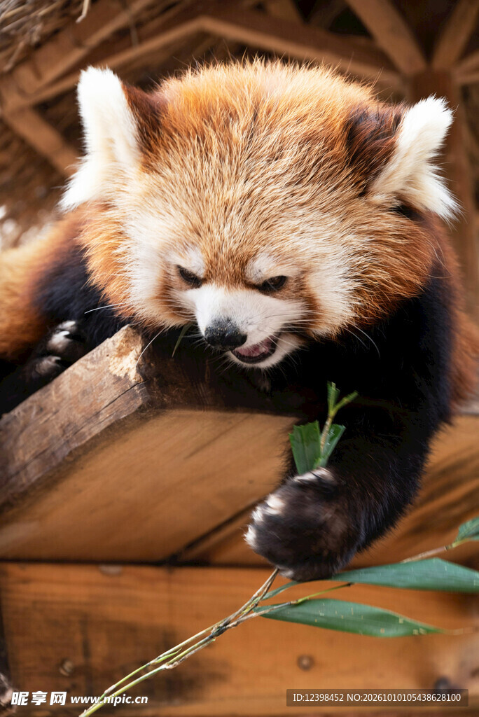 小熊猫趣味日常