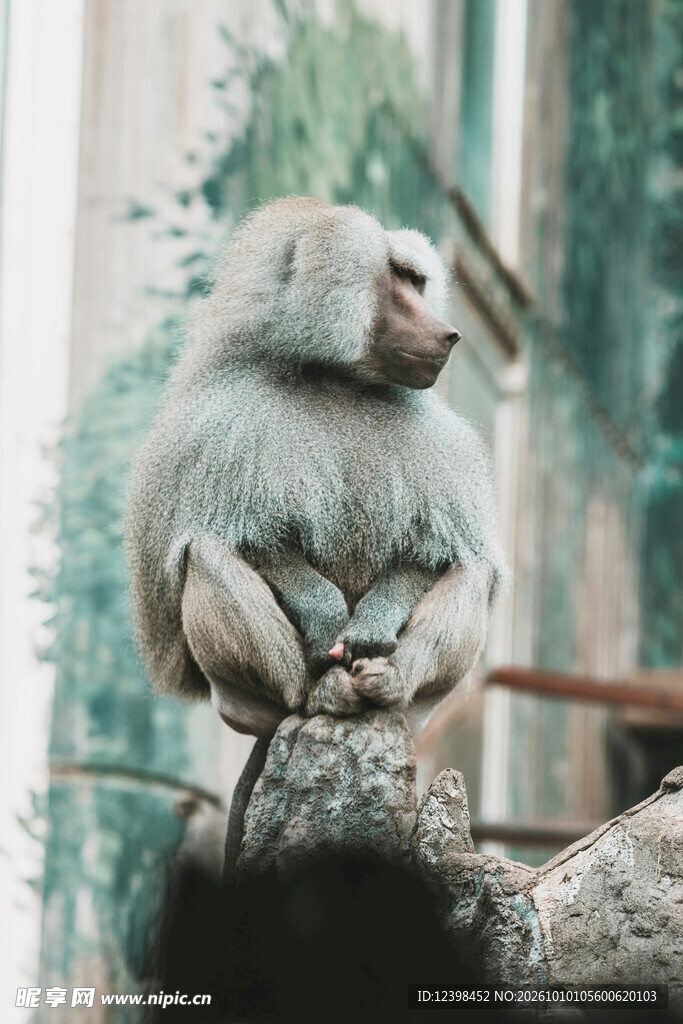 树上静坐的白猴