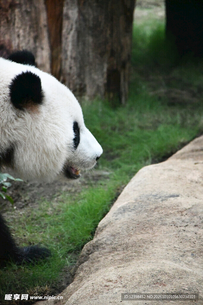 探头的呆萌大熊猫