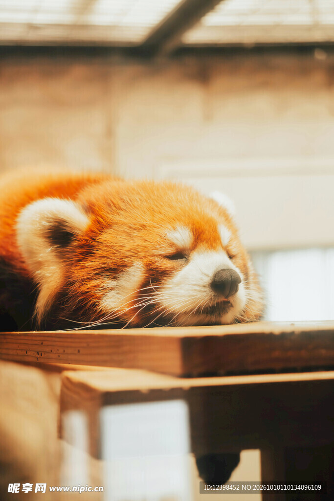 慵懒小熊猫静卧休憩