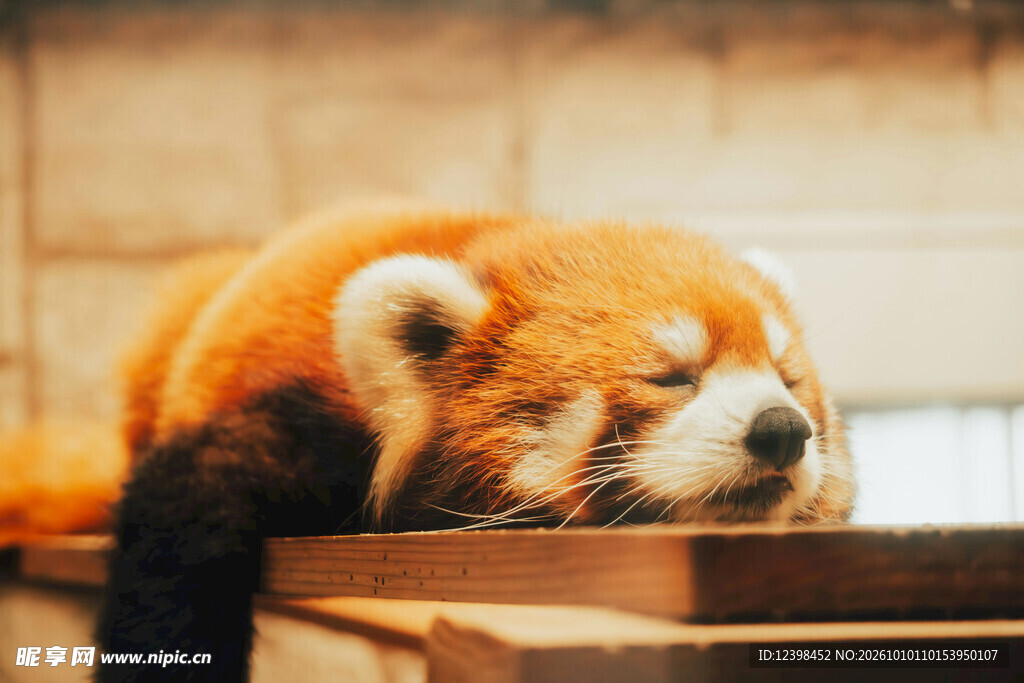趴卧休憩的小熊猫
