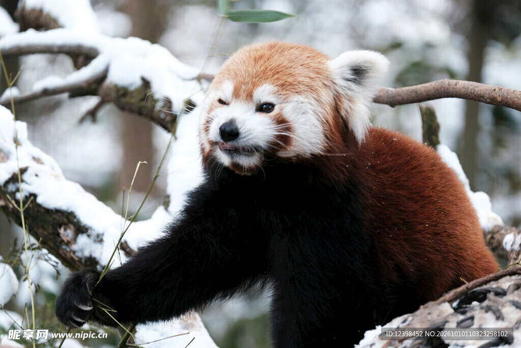 雪枝上的小熊猫