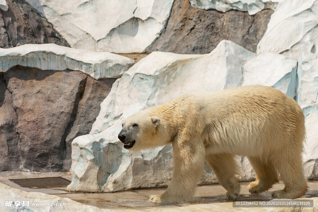 冰原上的北极熊