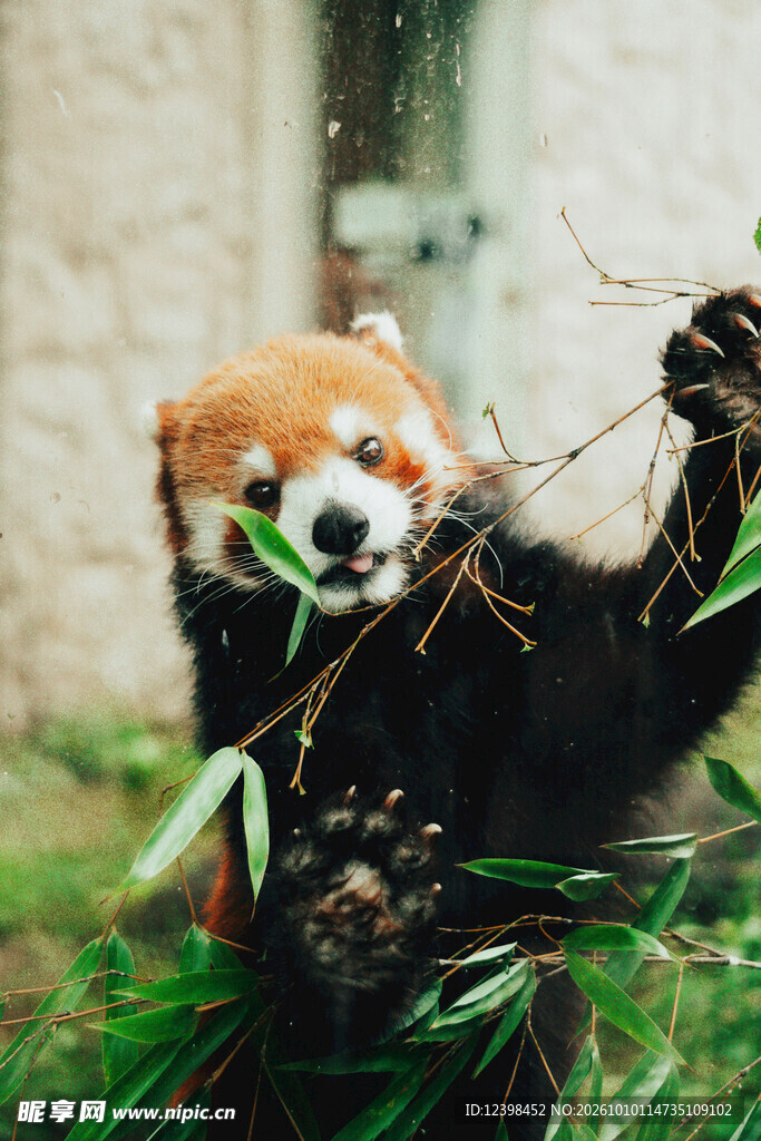 啃竹叶的小熊猫