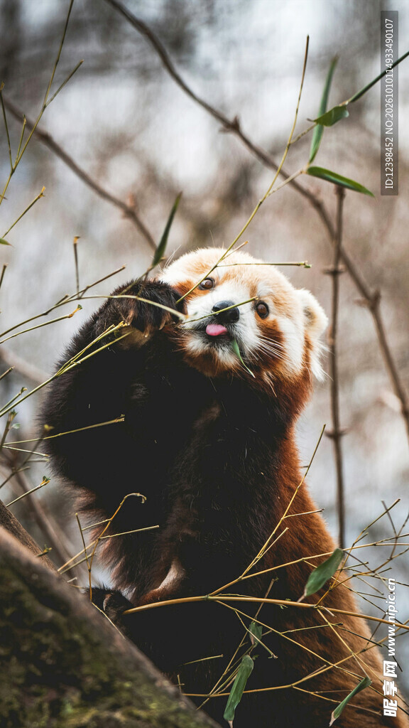 树间可爱小熊猫