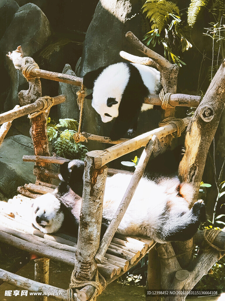 栖架上的两只大熊猫