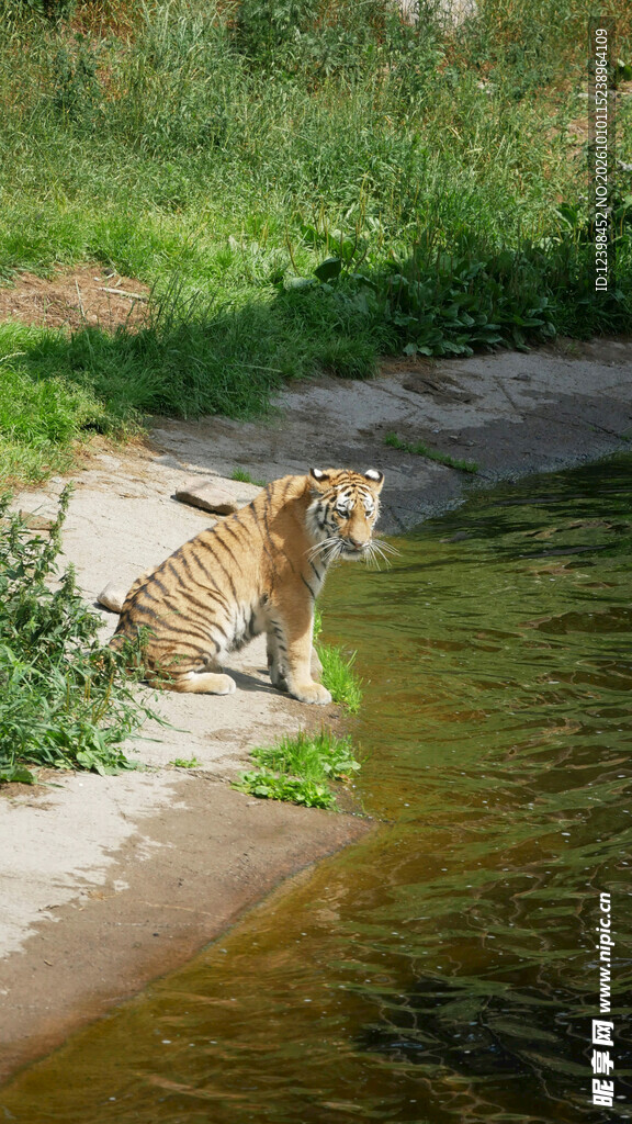 岸边的猎豹幼崽
