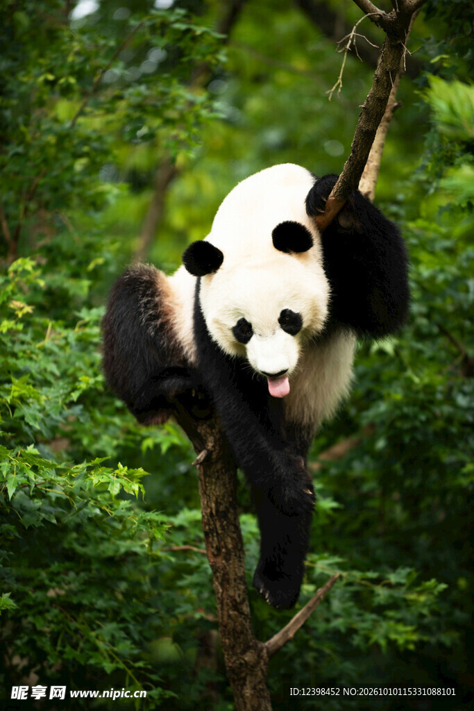 树上的可爱大熊猫