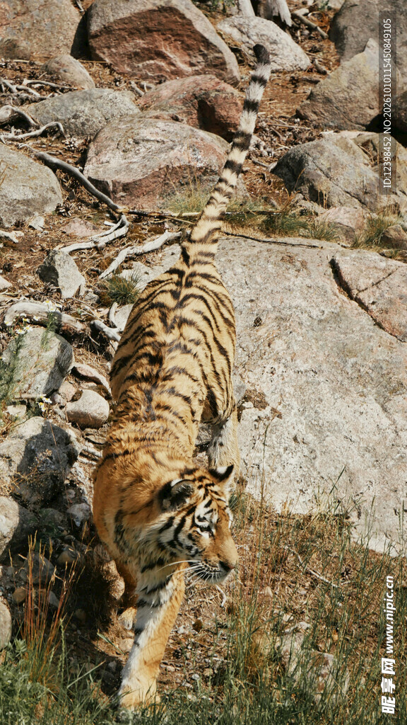 山野间的野生老虎