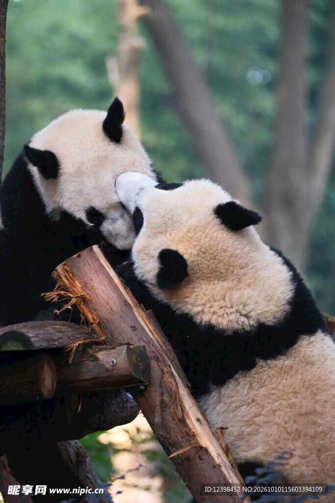 两只亲昵的大熊猫